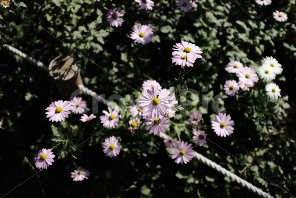 꽃,구절초,가을,식물,감성,식물,자연,plants,nature,꽃,flower