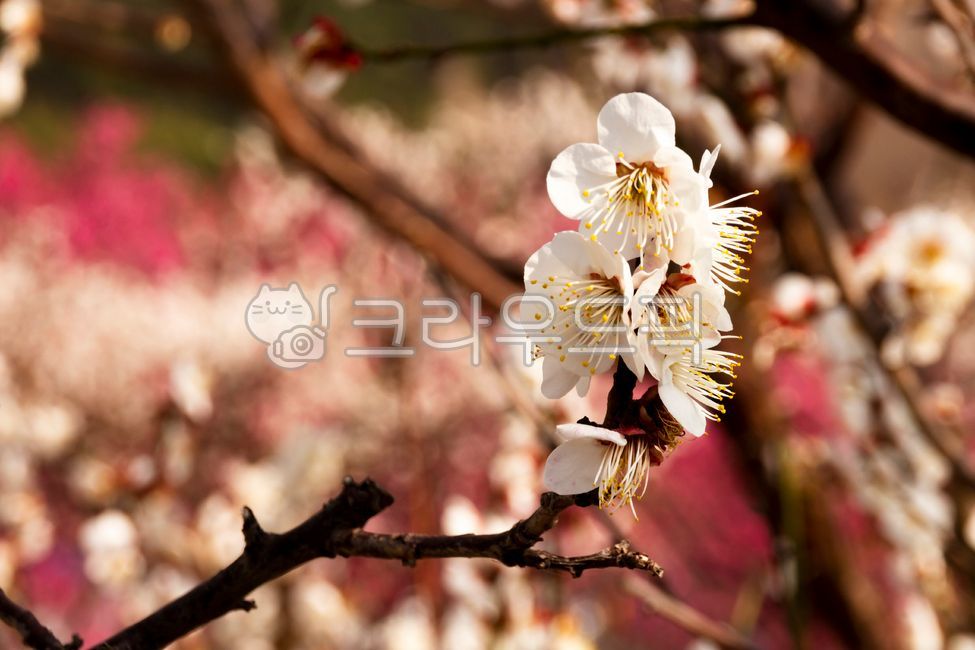spring,plum blossom,flower