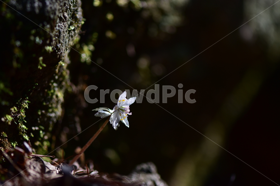 너도바람꽃,야생화,봄,꽃,풀꽃,자연,식물,식생,감성,힐링,plants,nature,spring,season,flower,emotion,feeling,흰색,초본,너도바람꽃속