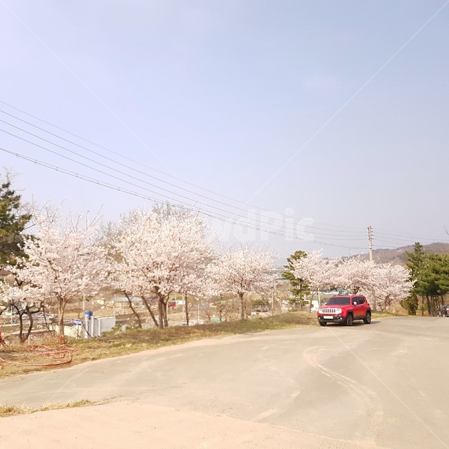 plant,식물,차,벚꽃,봄,하늘,자연,car,사쿠라