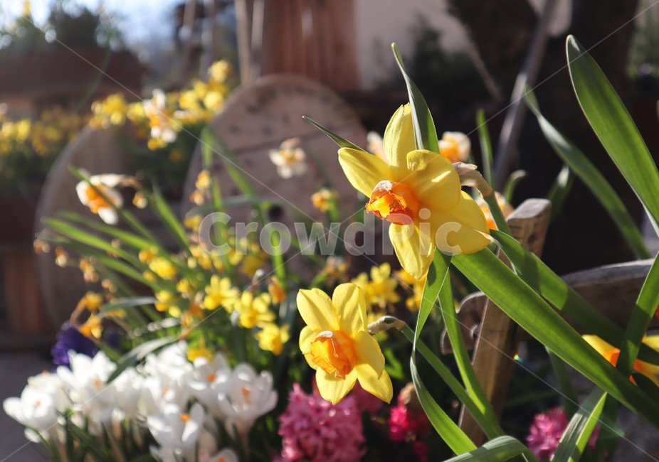 plant,식물,blossom,flower,꽃