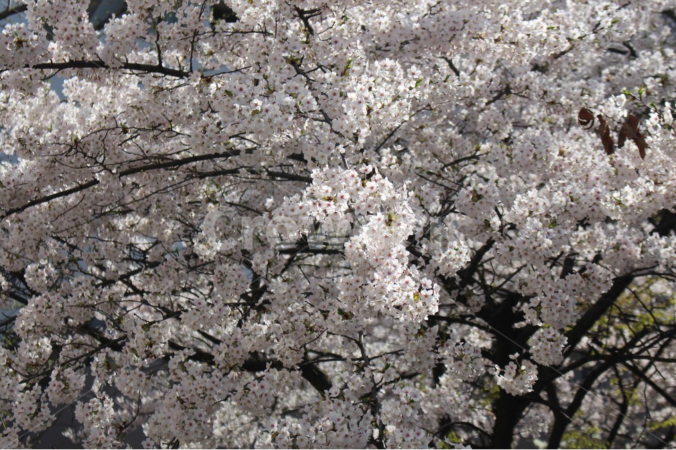 봄,벚꽃,벚꽃나무,가로수,꽃,봄,계절,spring,season,식물,자연,plants,nature,꽃,flower,plant