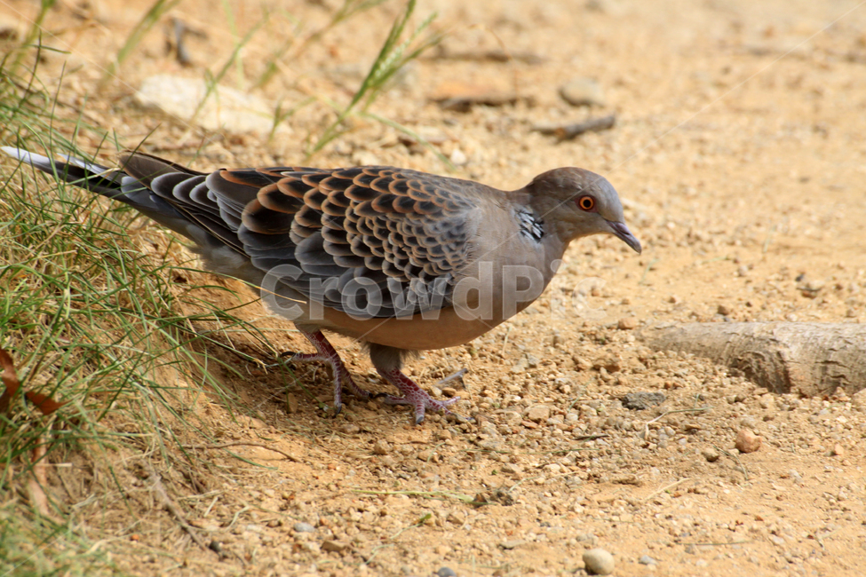 비둘기,새,bird,animal,동물,동물,animal,조류,새,birds