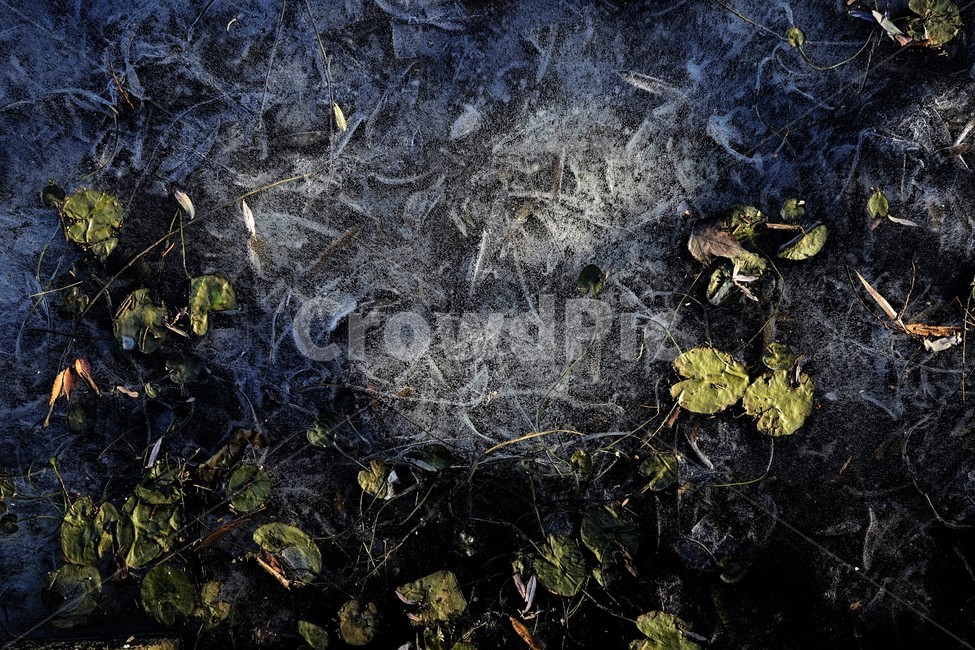겨울,연못,물,얼음,식물,자연,winter,ice,cold,pond,freeze,leaves,plant,nature,season,sunlight,lonely,solitary,lonesome