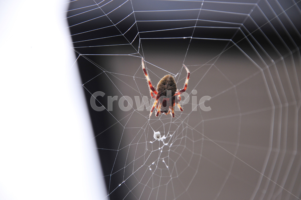 invertebrate,무척추동물,spider,거미,insect,곤충,arachnid,거미류,gardenspider,정원거미,animal,동물