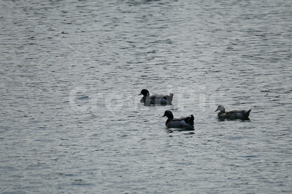 청둥오리,동물,조류,새,물,호수,물결,자연,bird,animal,lake,river,강,하천,nature,풍경,landscape,감성,감성사진,스냅,스냅사진,snap,snapshot,힐링,힐링사진,duck,잠실,서울,seoul,한국,korea,코리아,한국자연,석촌호수,오리가족,수영,헤엄,동물,animal,조류,새,birds