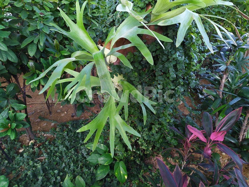 가을,leaf,plant,식물,잎,식물,자연,plants,nature