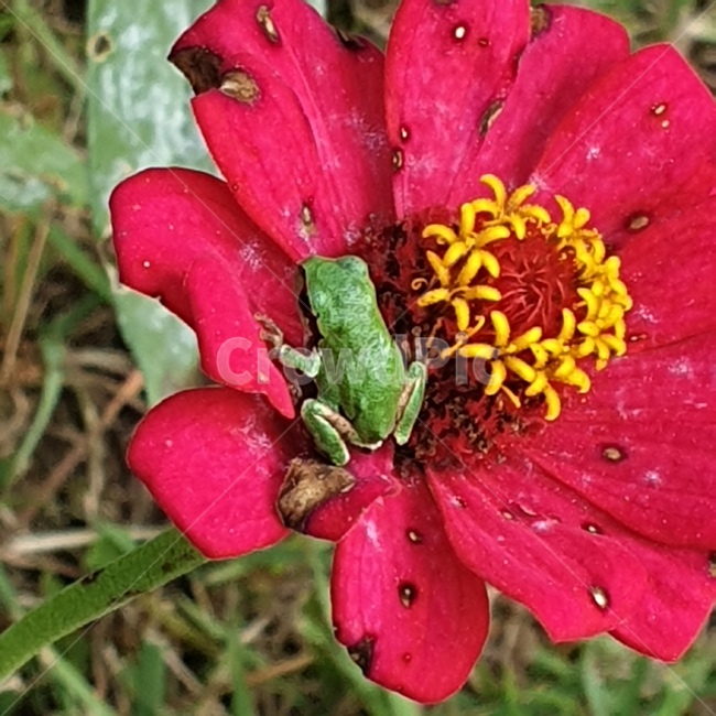 청개구리,개구리,백일홍,꽃,파충류,귀여운,flog,식물,자연,plants,nature,꽃,flower,파충류,양서류,reptile,amphibian