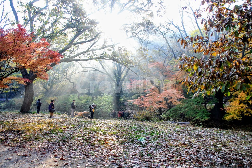 고창,선운사,가을,계곡,단풍,가을,계절,fall,autumn,season,자연,풍경,nature,landscape,사람들,대중,군중,other people,crowd,tree,나무,plant,식물,leaf,잎