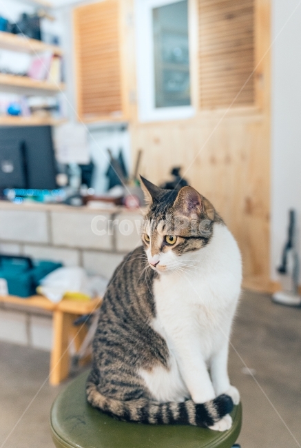 묘,고양이,반려묘,냐옹이,캣,cat,animal,동물,동물,animal,포유류,mammal,고양이,cat,kitten,kitty