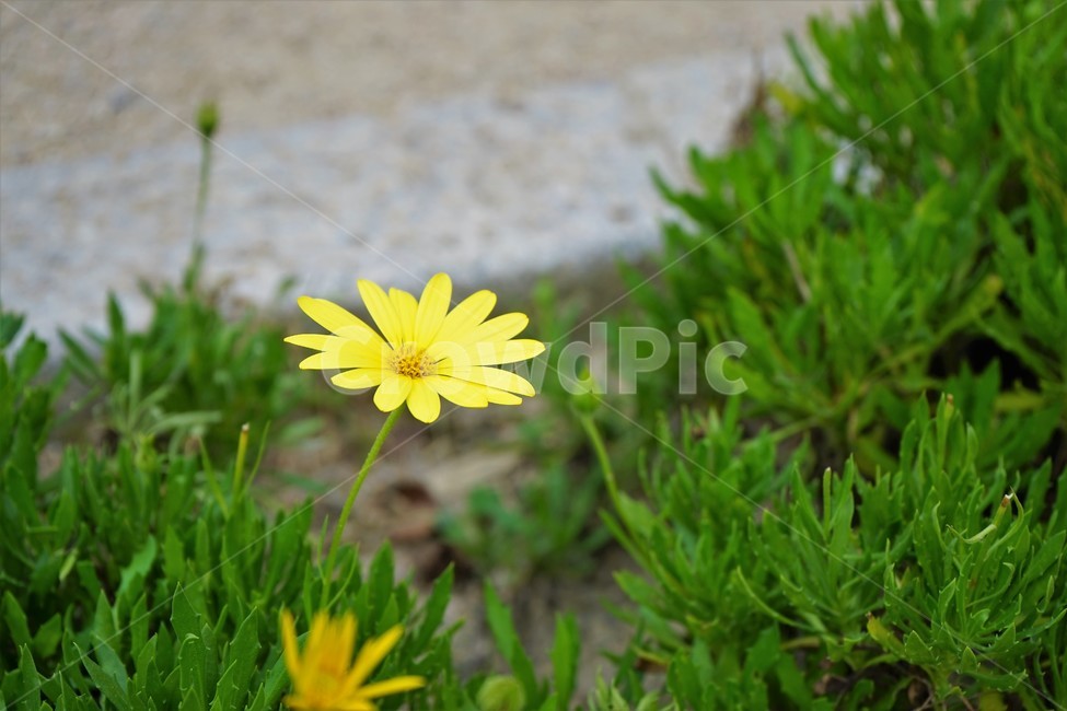꽃,식물,노랑,녹색,자연,yellowflower,greenbackground,singleflower,plant,nature,green
