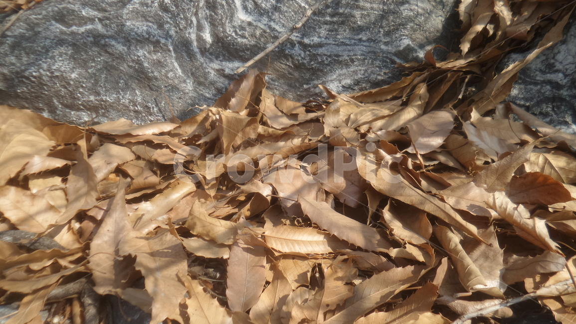 낙엽,leafabscission,落葉,나뭇잎,단풍,참나무잎,가을,계절,fall,autumn,season,leaf,잎,plant,식물