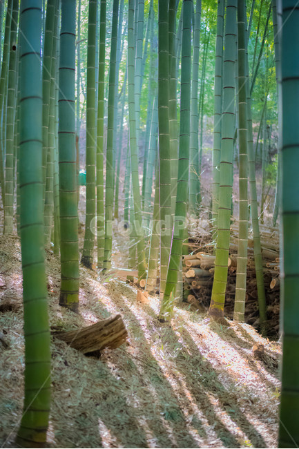 대나무,대나무숲,풍경,식물,빛,그림자,자연,풍경,nature,landscape,식물,plants,나무,trees,wood,휴식,힐링,rest,relaxation,healing,plant,bamboo