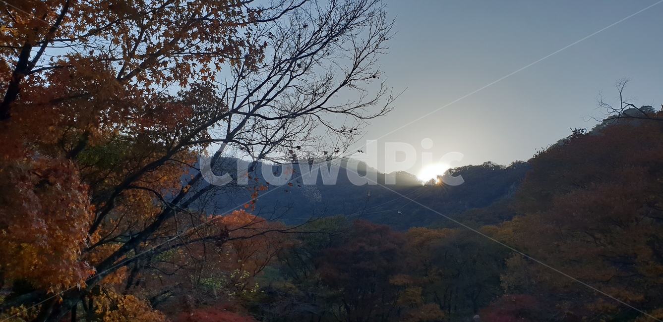 단풍,단풍놀이,가을,단풍구경,단풍나무,내장산,가을,계절,fall,autumn,season,자연,풍경,nature,landscape,light,빛,flare,플레어,tree,나무,plant,식물