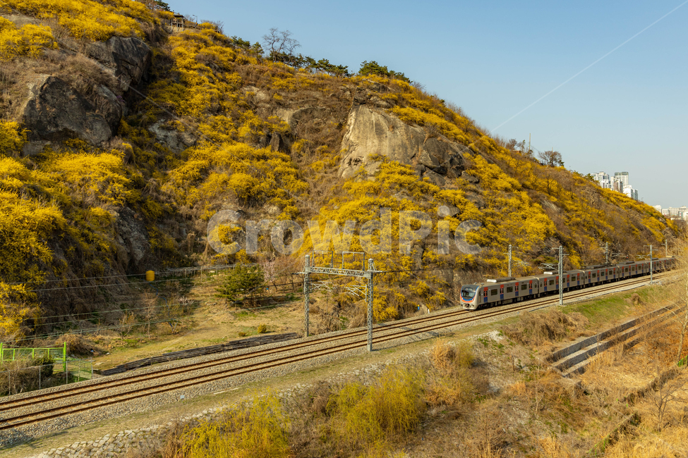 yellowforsythia,Spring background,yellow flower,yellow,flower garden,spring,spring flowers,mountain,runningtrain,train,yellow forsythia,yellowflower,Eungbong Forsythia,sping,flower,forsythia,Eungbongsan Mountain,subway,plant