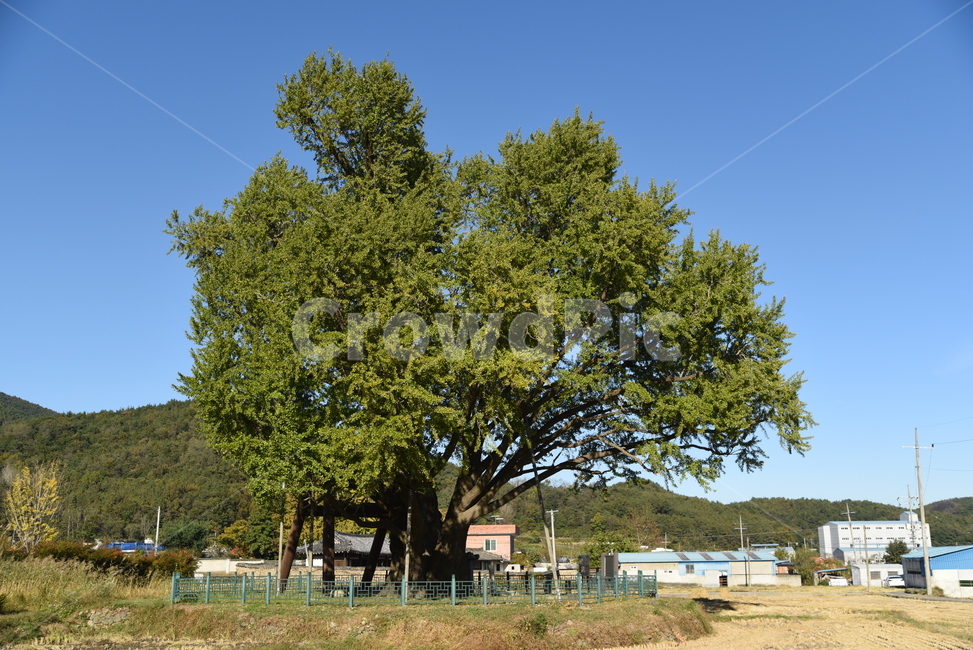 은행나무,구량리,노거수,tree,나무,plant,식물,nature,울산,보호수,식물,자연,plants,nature,나무,trees,wood