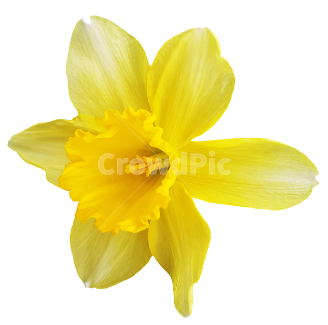 plant,식물,flower,꽃,노랑수선화