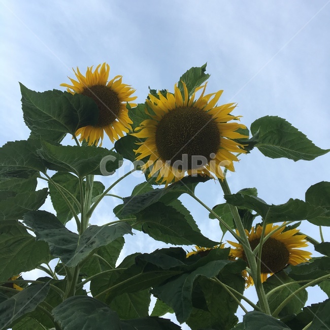 plant,식물,blossom,해바라기,flower,꽃