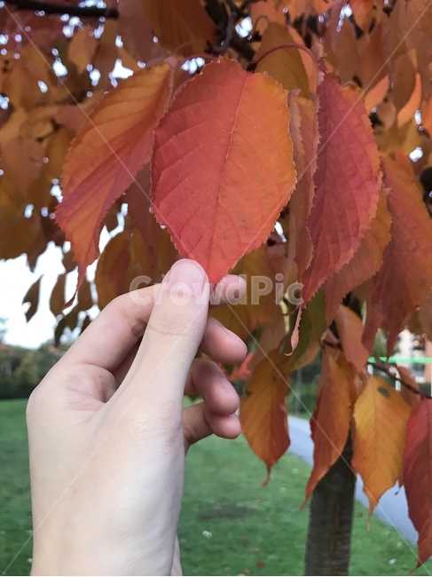 단풍,나뭇잎,손,자연,가을,잎,식물,leaf,plant