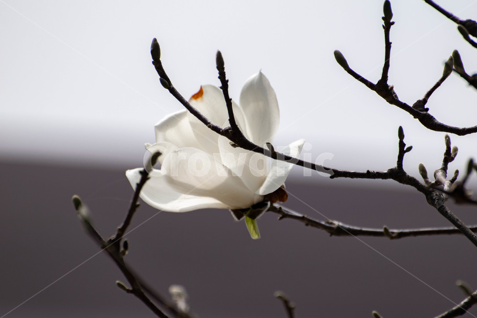 목련,꽃,흰꽃,꽃한송이,봄,식물,자연,plants,nature,꽃,flower
