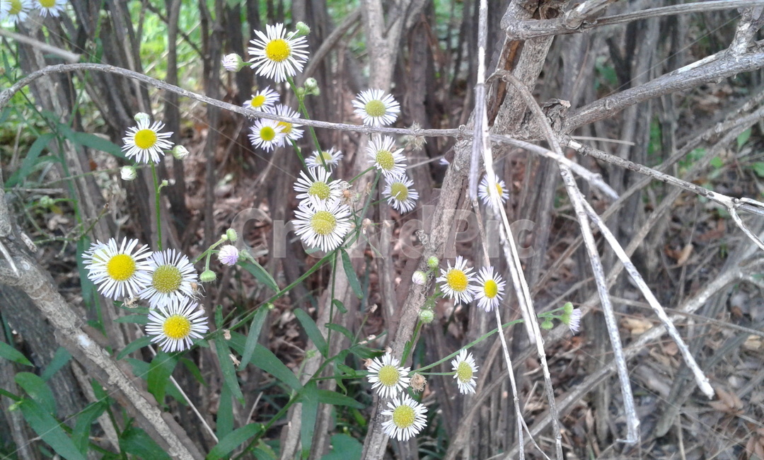 plant,식물,꽃,flower,white,yellow,식물,자연,plants,nature,꽃,flower