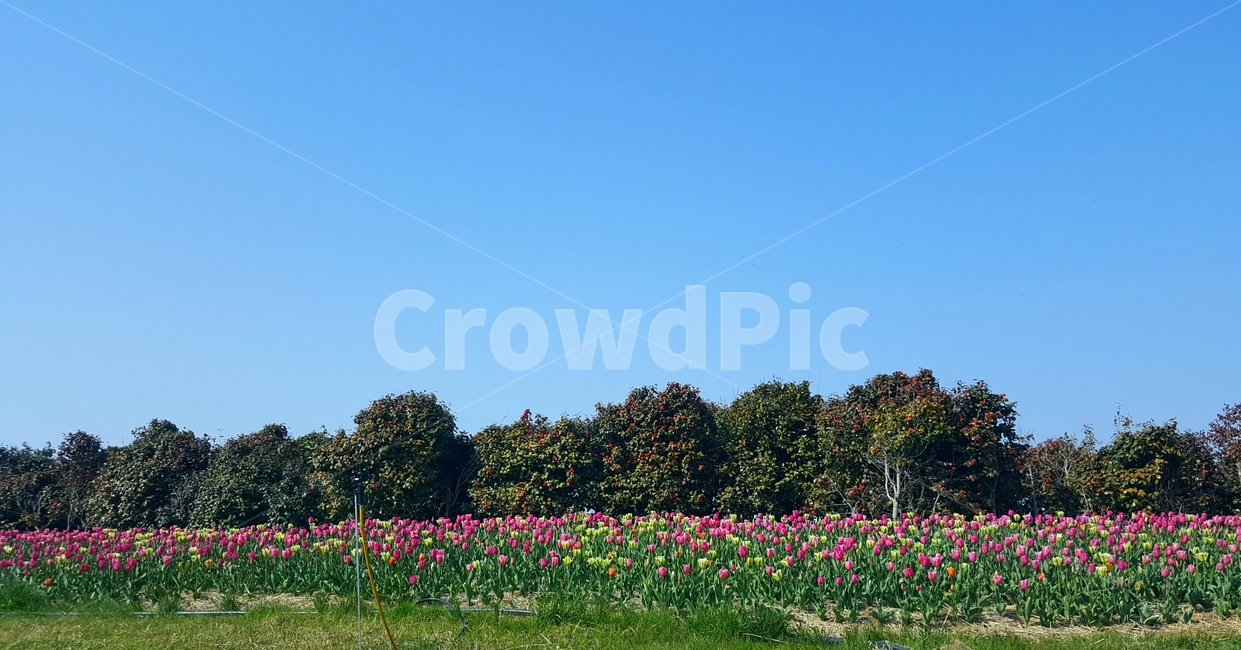 튤립,동백꽃,꽃밭,맑은날,푸른하늘,화창한날씨,봄꽃,따뜻한,따사로운,자연풍경,식물,배경,국내,flower,봄,튤립축제,야외,감성사진,만개한,화려한,알록달록