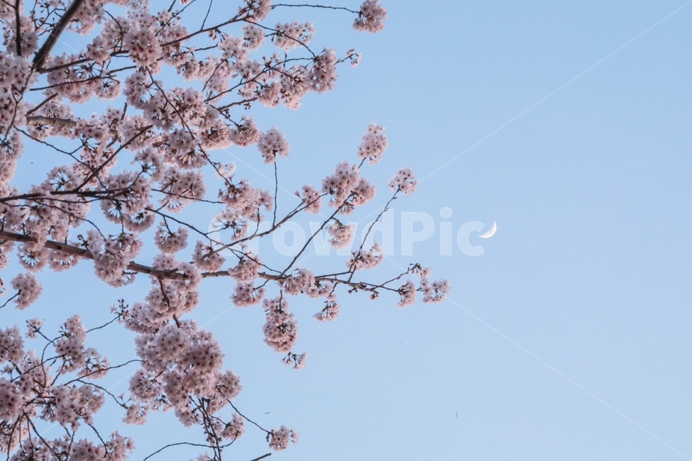 blossom,flower,꽃,초승달,moon,봄,계절,spring,season
