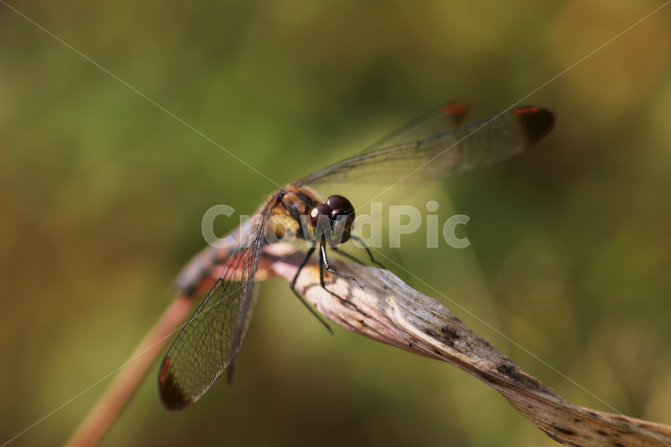 잠자리,곤충,가을,곤충사진,잠자리사진,동물,animal,곤충,벌레,insect,bug