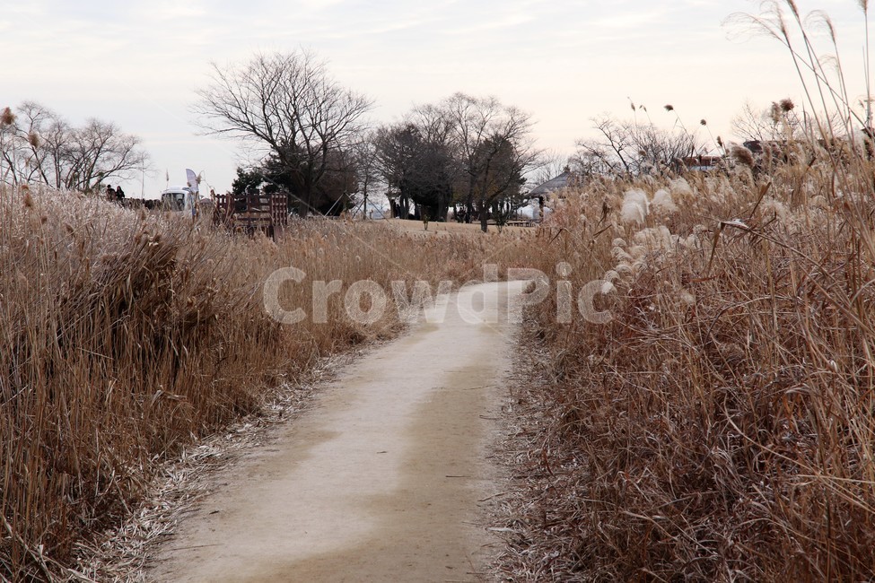 오솔길,숲길,가을산길,마실,갈대밭,흙길,갈대,가을,계절,fall,autumn,season,자연,풍경,nature,landscape,gravel,자갈,road,도로,dirt road,ground,바닥