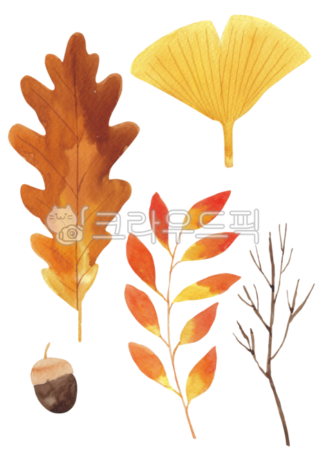 Transparency,Nukki,Botanical,yellow,acorn,branch,Maple leaf,ginkgo leaves,fallen leaves,fall,botanical,leaves,separation,drawing,season,Maple,hand,handwork,hand drawing,nature,png,leaf,brown,Layer,watercolor,painting,background,plant,maple,ginkgo,illustra