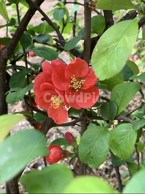 plant,식물,해당화,작약,봄꽃