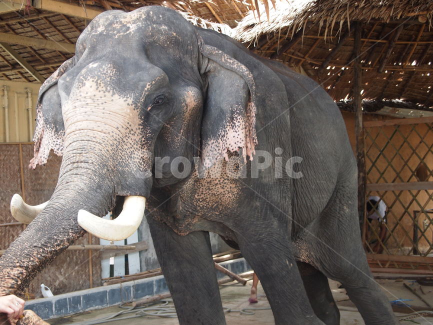 동물,코끼리,animal,elephant,야생동물,wildlife,포유류,mammal,동물,animal,포유류,mammal