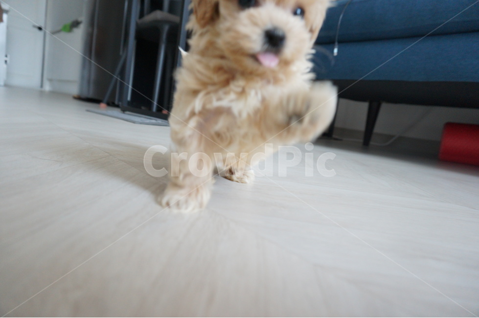 강아지,말티푸,애견,puppy,maltipoo,동물,animal,포유류,mammal,개,강아지,dog,doggy