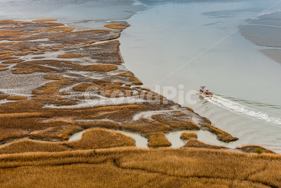 순천만,습지,갈대숲,봄,생태
