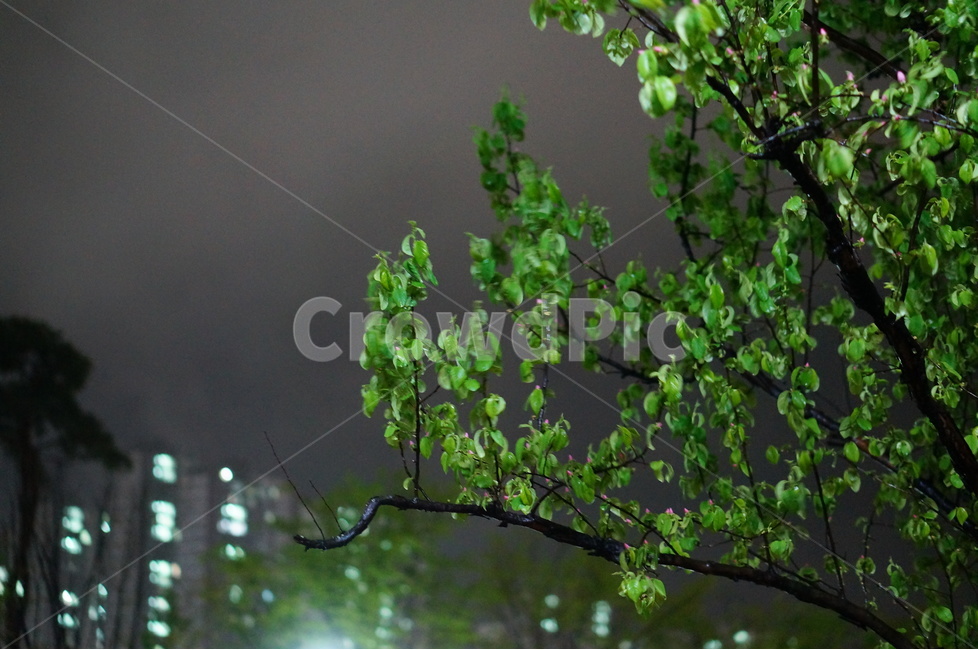 봄,나무잎,초록초록,야경,길가,밤,나무,야경,밤,풍경,nightscape,night,landscape,식물,자연,plants,nature