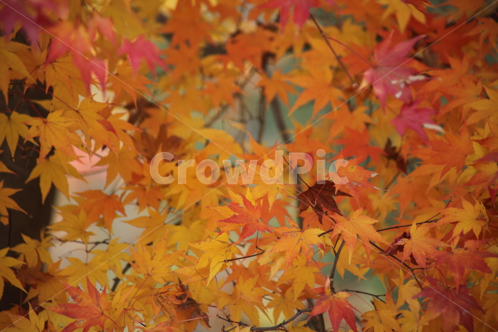 단풍,단풍나무,엽록소,가을,redleaves,가을,계절,fall,autumn,season,식물,자연,plants,nature,leaf,잎,plant,tree,나무