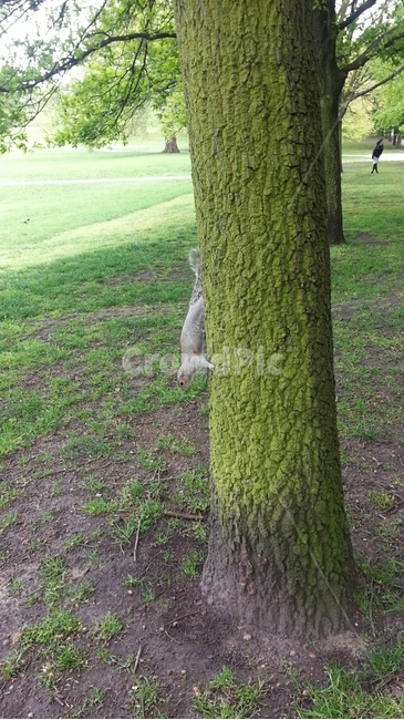 영국,잉글랜드,그리니치,greenwich,england,uk,다람쥐,동물,animal,포유류,mammal