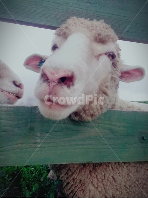 횡계,삼양목장,양떼목장,양,귀여움,동물,animal,포유류,mammal