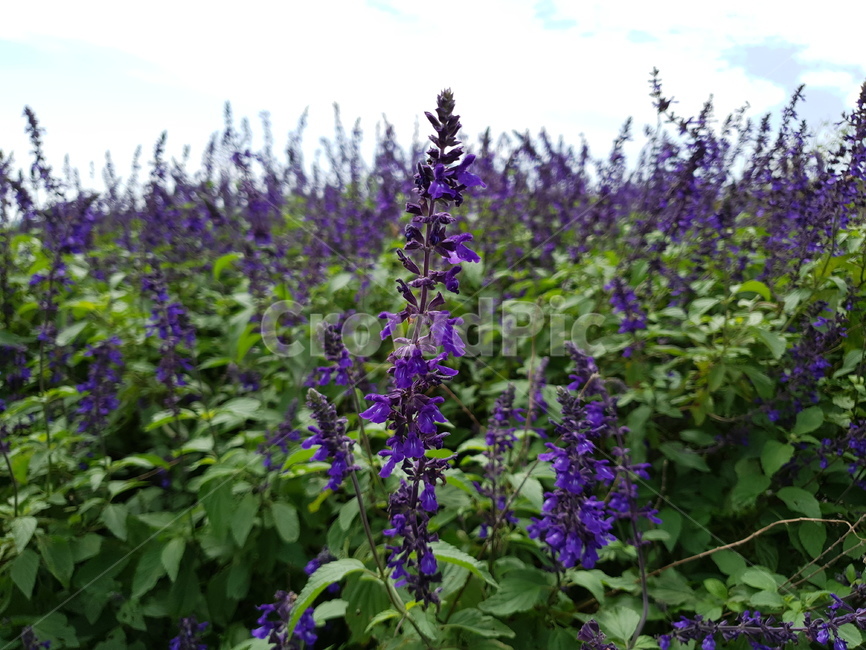 세이지,샐비어,허브,보라꽃,꽃,식물,자연,plants,nature,꽃,flower