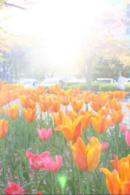 봄,꽃,튤립,노을,연지공원,햇살,꽃말,봄,계절,spring,season,식물,자연,plants,nature,꽃,flower,휴식,힐링,rest,relaxation,healing,plant