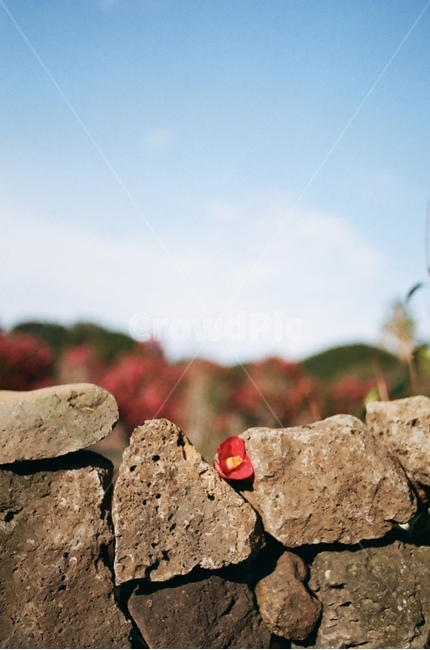 동백,동백꽃,꽃,flower,제주도꽃,돌담길,식물,자연,plants,nature,꽃,flower