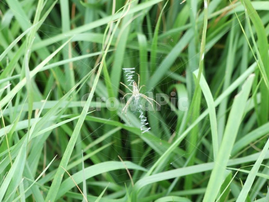 수풀,거미,식물,곤충,벌레,동물,animal,곤충,벌레,insect,bug