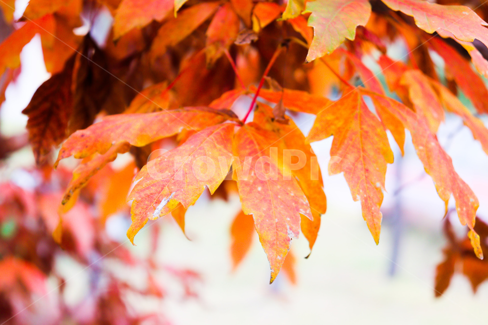 leaf,잎,plant,식물,tree,나무,단풍,maple,가을,가을,계절,fall,autumn,season,식물,자연,plants,nature