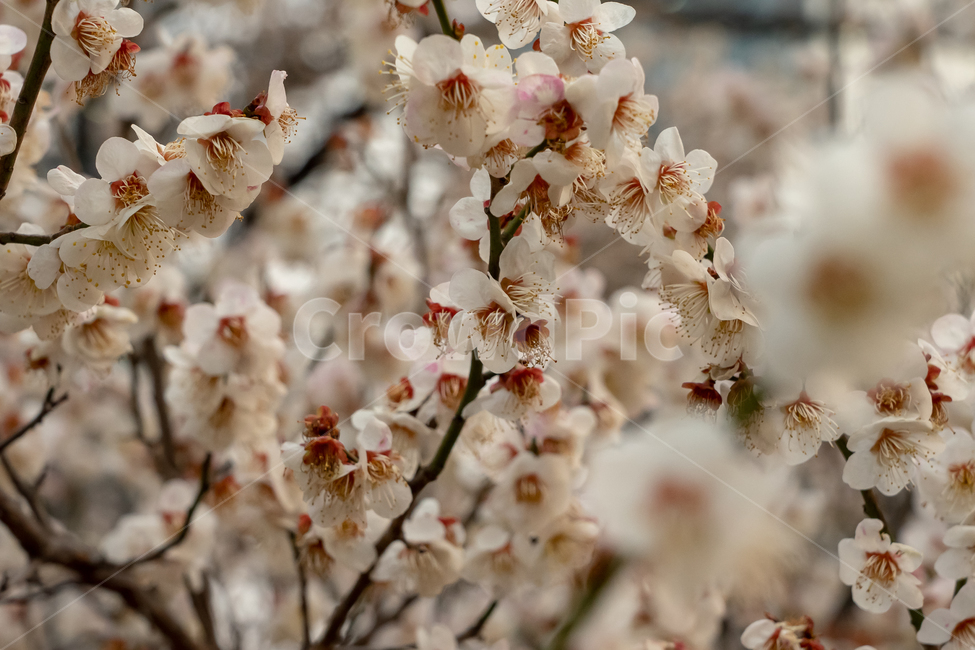 매화,꽃,공원,여의도,봄,봄꽃,봄,계절,spring,season,식물,자연,plants,nature,꽃,flower,plant,blossom