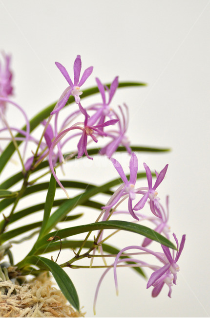 풍란,風蘭,난초,야생란,꽃,식물,자연,plants,nature,꽃,flower
