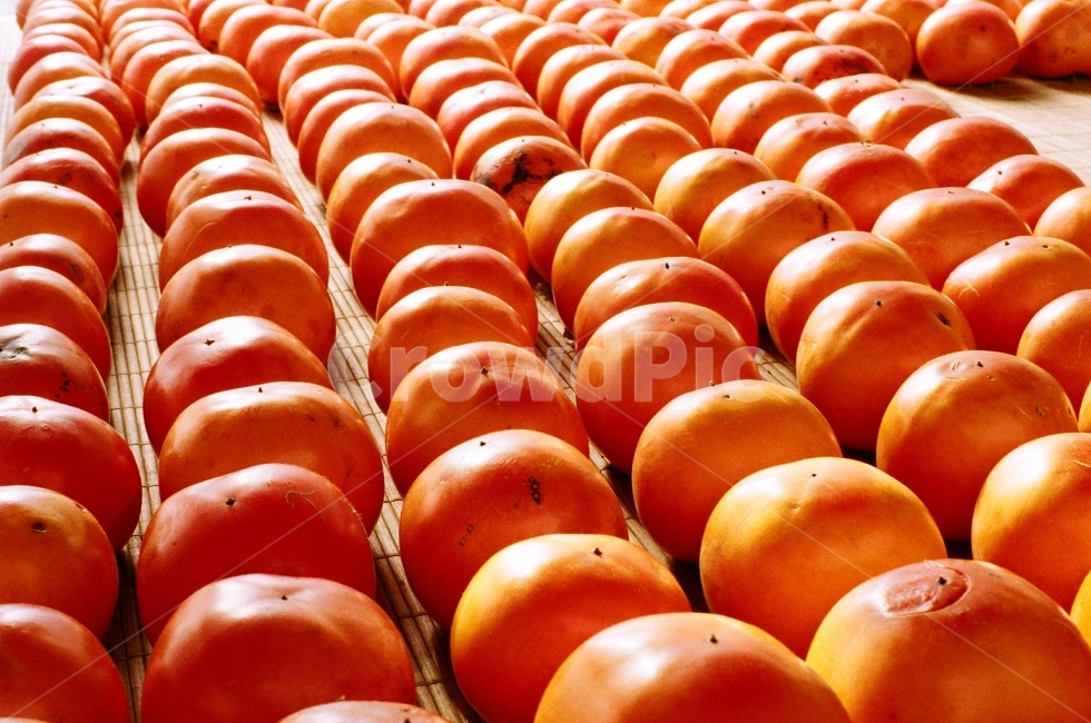 필름사진,과일,감,홍시,가을,가을,계절,fall,autumn,season,음식,식재료,요리,food,cook,meal,dishes,food reserves,과일,열매,fruit,plant,식물