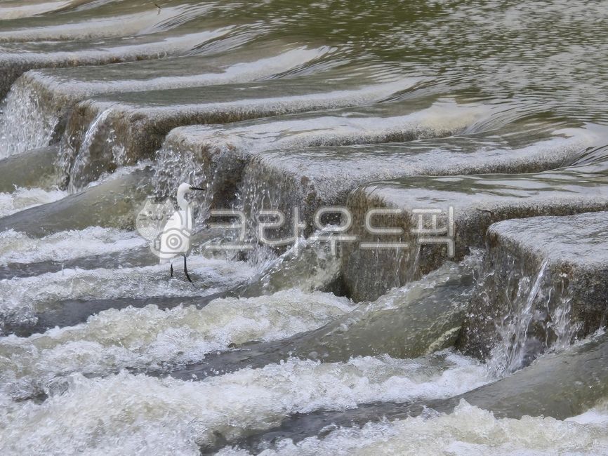 White heron,Little White Heron,Stream,Stream Water,White Heron,Stream
