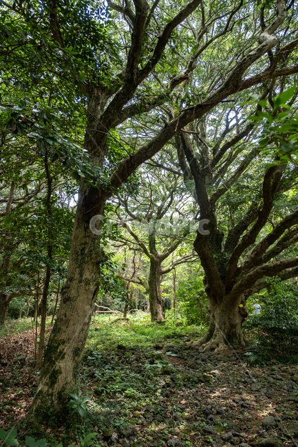 제주,제주도,섬,자연,풍경,경치,아름다운풍경,아름다움,nature,land,outdoor,비자림,숲,plant,식물,나무줄기,tree,나무,자연,풍경,nature,landscape,식물,plants,나무,trees,wood,tree trunk,나무 줄기