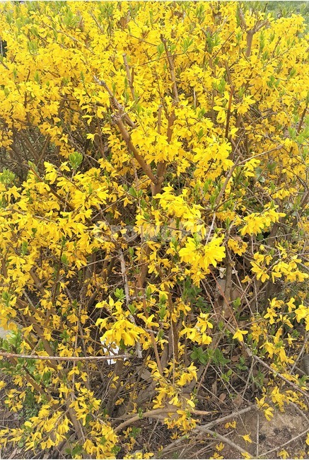 개나리,봄,자연,풍경,노란꽃,꽃,피어나다,spring,nature,scenery,yellowflower,flower,cometolife,봄,계절,spring,season,식물,자연,plants,nature,꽃,flower,plant