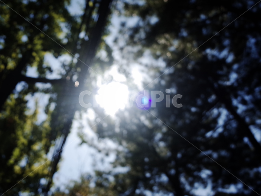 자연,식물,plant,flare,플레어,light,빛